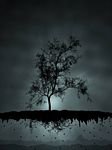 pic for night tree